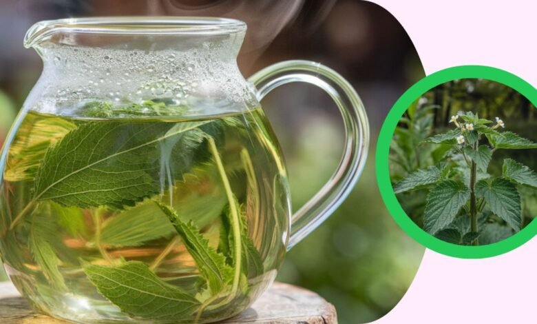 Beber chá de urtiga irá desbloquear a beleza natural de dentro 1 Beber chá de urtiga irá desbloquear a beleza natural de dentro